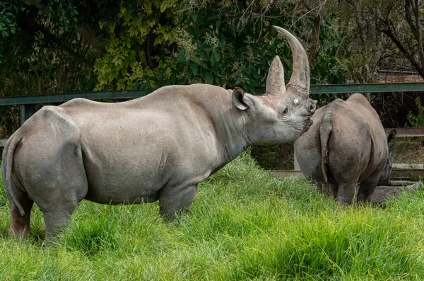 Чорні Носороги Або Гачкоподібні Носороги Diceros Bicornis Зоопарку Africam Safari — стокове фото