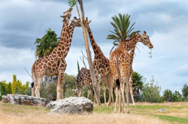 Hayvanat bahçesindeki zürafalar. Afrika kamerası Safari (Meksika safari parkı), Puebla, Meksika.