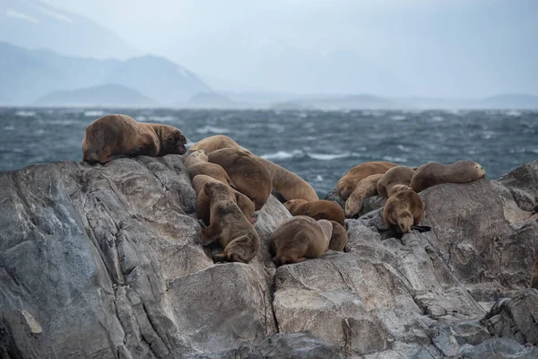 Kolonie Lachtanů Skále Lamanšském Průlivu Tierra Del Fuego Jižní Argentina — Stock fotografie