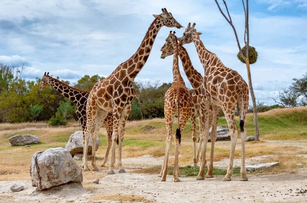 Žirafy Zoo Africam Safari Mexický Safari Park Puebla Mexiko — Stock fotografie