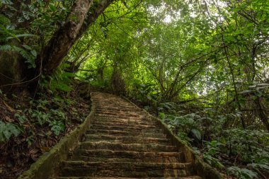 Palenque, Meksika arkeolojik alanının görüntüsü