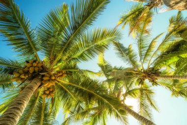 Mavi gökyüzüne karşı palmiye ağaçları, Tropik yaz arkaplanı