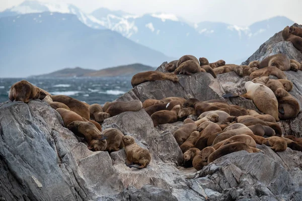 Kolonie Lachtanů Skále Lamanšském Průlivu Tierra Del Fuego Jižní Argentina — Stock fotografie
