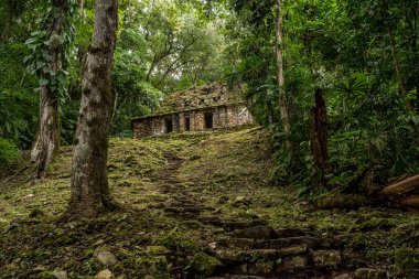 Yaxchilan - Meksika 'nın Chiapas eyaletindeki Olağan macinta nehrinin kıyısında bulunan antik bir Maya şehri..