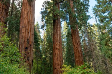 Dev Sekoya ağaçları Sequoia National Park, Kaliforniya, ABD