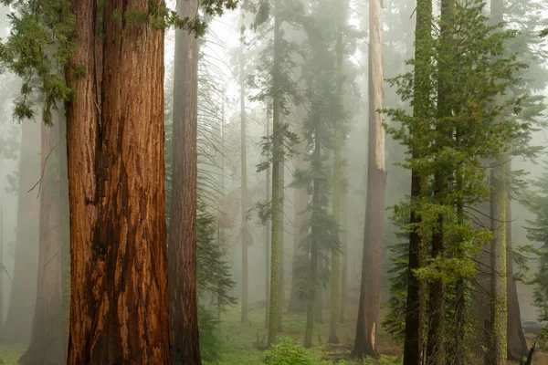 Alberi Sequoia Giganti Nel Parco Nazionale Sequoia California Usa — Foto Stock