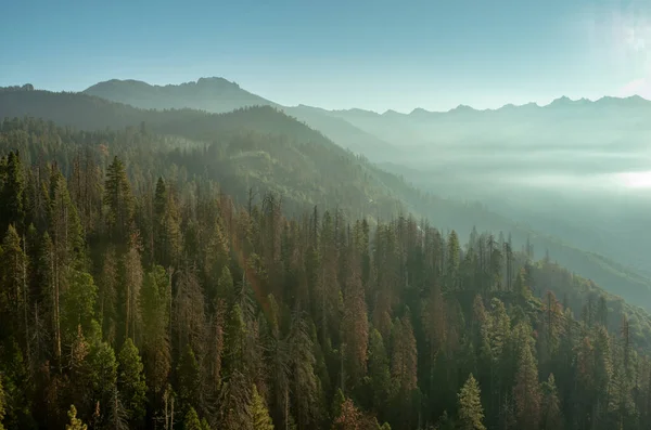 Morgen Den Bergen Sequoia Nationalpark Von Oben Gesehen Kalifornien Usa — Stockfoto