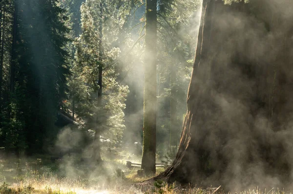 Poranek Parku Narodowym Sequoia Kalifornia Usa — Zdjęcie stockowe