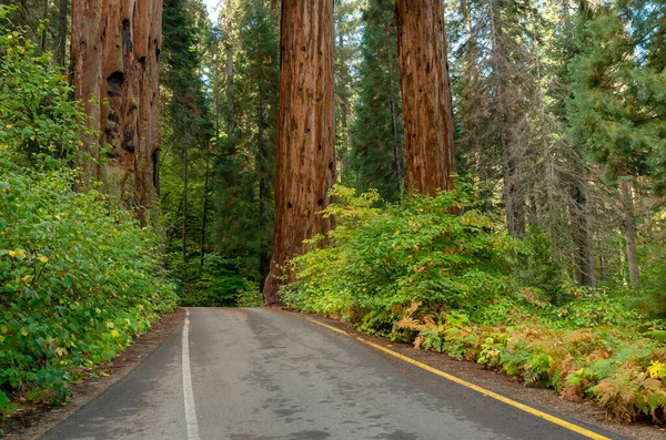 Δρόμος Στο Εθνικό Πάρκο Sequoia Καλιφόρνια Ηπα — Φωτογραφία Αρχείου