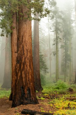 Dev Sekoya ağaçları Sequoia National Park, Kaliforniya, ABD
