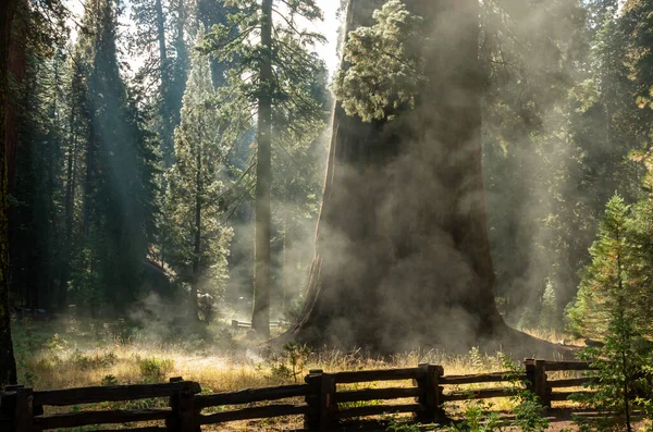 Πρωινό Στο Εθνικό Πάρκο Sequoia Καλιφόρνια Ηπα — Φωτογραφία Αρχείου