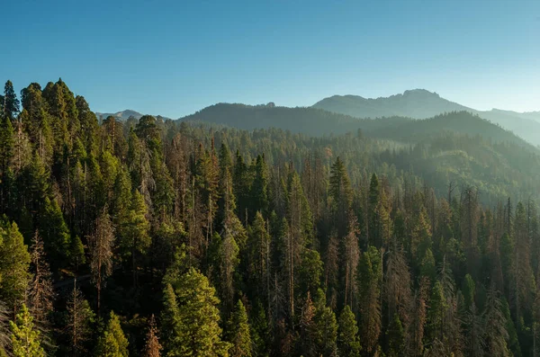 Morgon Bergen Sequoia Nationalpark Ovanifrån Kalifornien Usa — Stockfoto