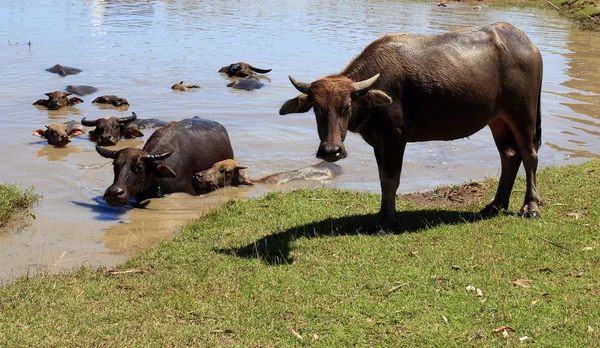 Bawół w waterhole. — Zdjęcie stockowe