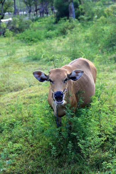 Das Kalb auf dem Hintergrund des Berges — Stockfoto