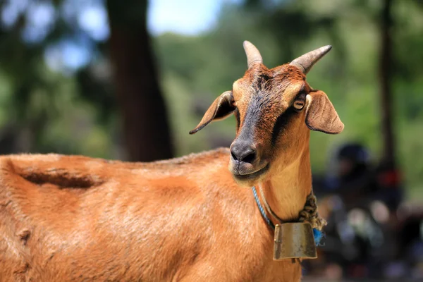 Cabra en la hierba en la granja —  Fotos de Stock