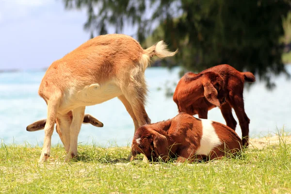 Domácí kozy venkovní — Stock fotografie