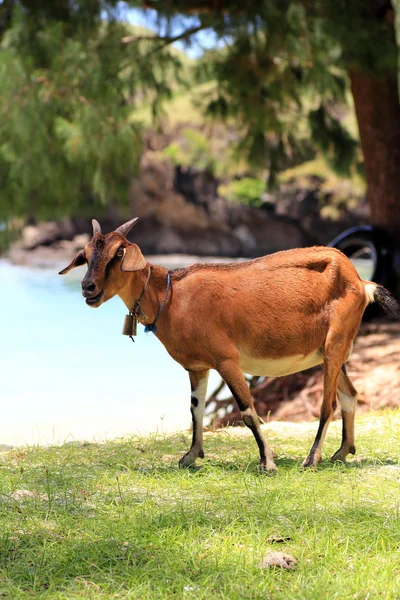 Cabra en la hierba en la granja — Foto de Stock