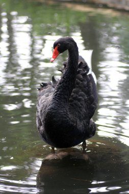Siyah kuğu.