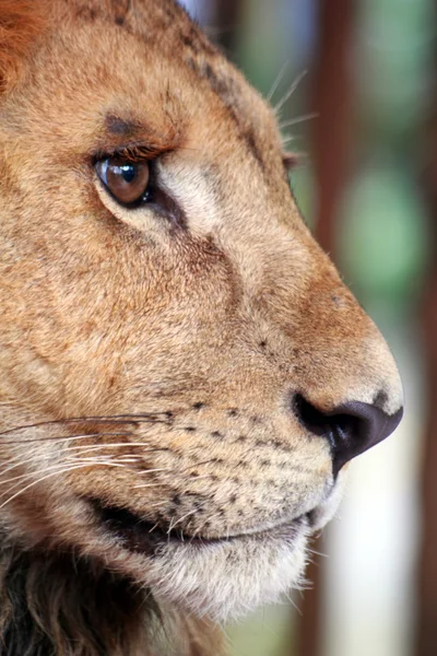 Retrato de un hermoso león —  Fotos de Stock