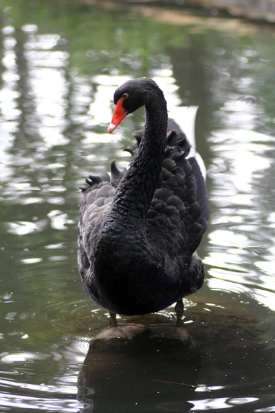 Cisne negro — Fotografia de Stock