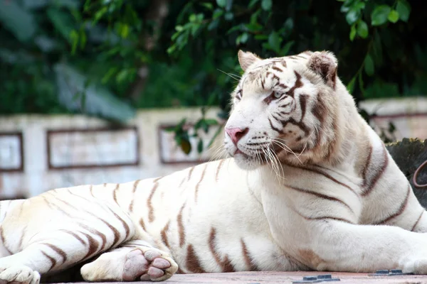 Tigre bianca — Foto Stock