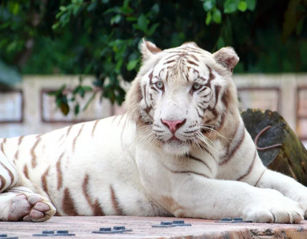 Tigre branco — Fotografia de Stock