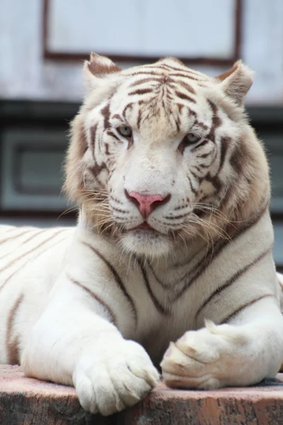 Tigre blanco —  Fotos de Stock