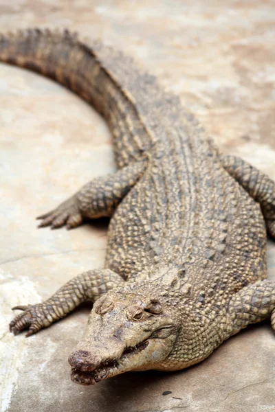 Krokodýl v taman safari — Stock fotografie