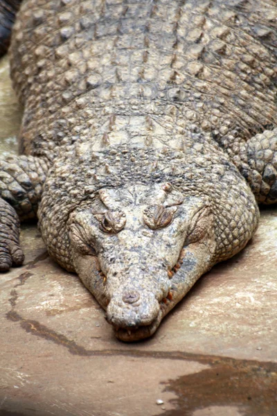 Krokodýl v taman safari — Stock fotografie
