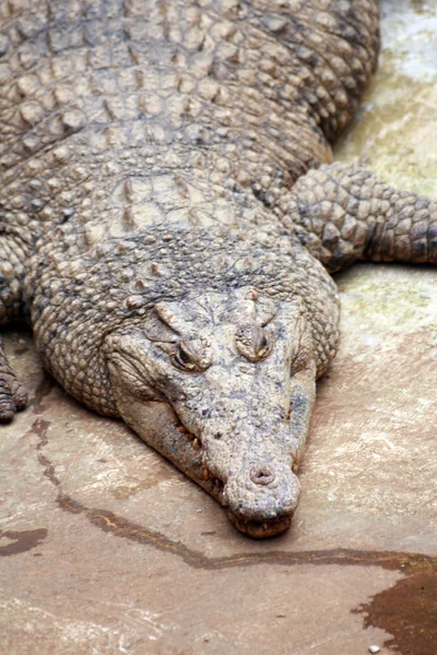 Crocodile in the taman safari — Stock Photo, Image