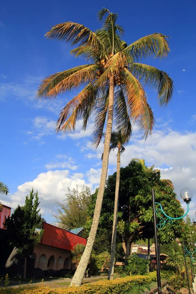 Coconut tree near the Toba lake — Stock Photo, Image