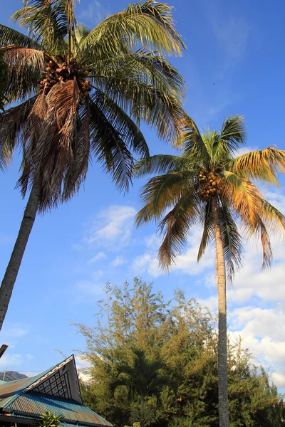 Coconut tree near the Toba lake — Stock Photo, Image