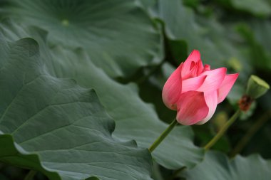 Lotus çiçeği.