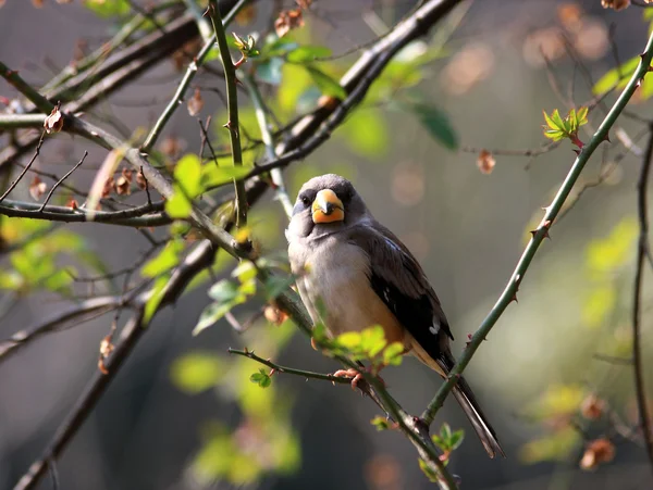 Sparrow på en kvist — Stockfoto