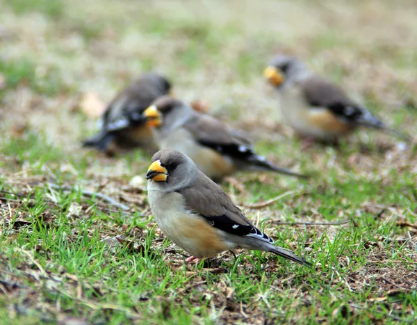 Sparvar i gräset — Stockfoto