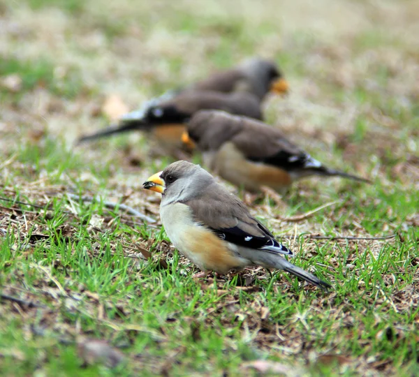 Vrabci na trávě — Stock fotografie