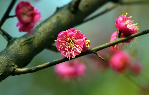 Plommon blomma — Stockfoto