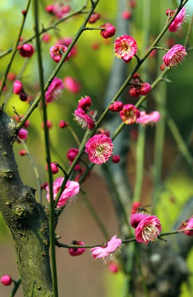 Plommon blomma — Stockfoto