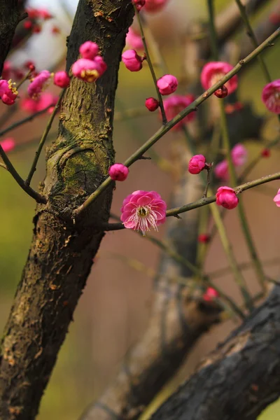 Plommon blomma — Stockfoto