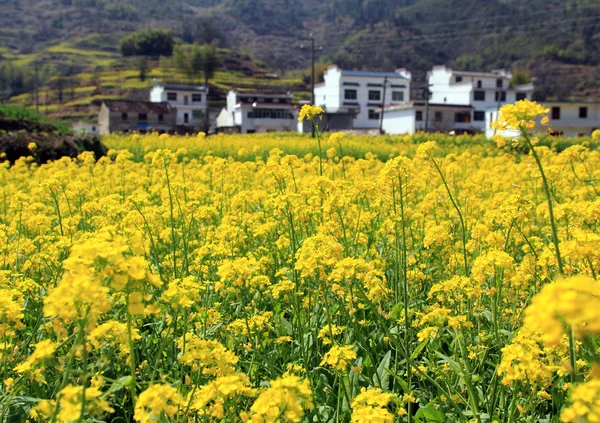 Paesaggio di primavera Cina — Foto Stock