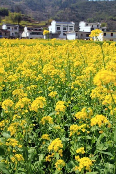 Spring landscape China — Stock Photo, Image