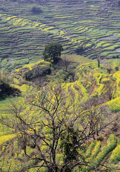 Frühlingslandschaft China — Stockfoto