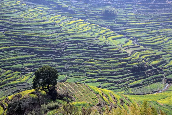 Paesaggio di primavera Cina — Foto Stock