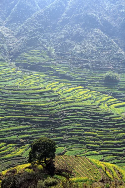 Paesaggio di primavera Cina — Foto Stock