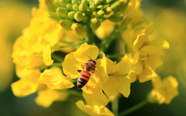 Canola floare și albine — Fotografie, imagine de stoc