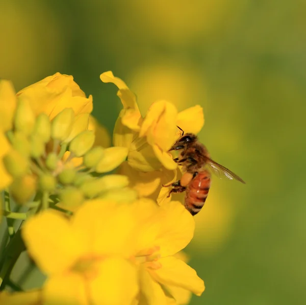 Rzepak kwiat i pszczoła — Zdjęcie stockowe
