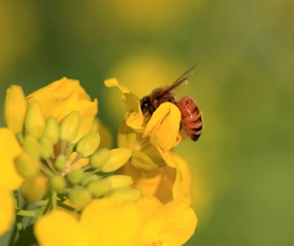 Rzepak kwiat i pszczoła — Zdjęcie stockowe