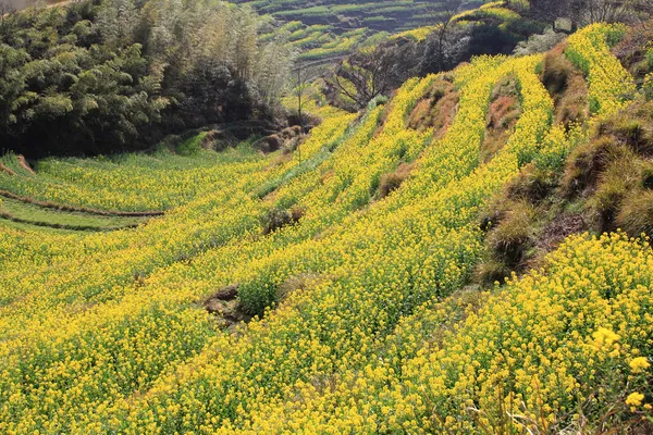 Frühlingslandschaft China — Stockfoto