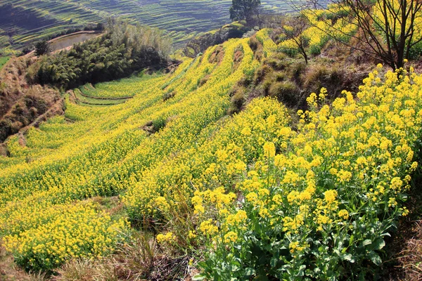 Frühlingslandschaft China — Stockfoto