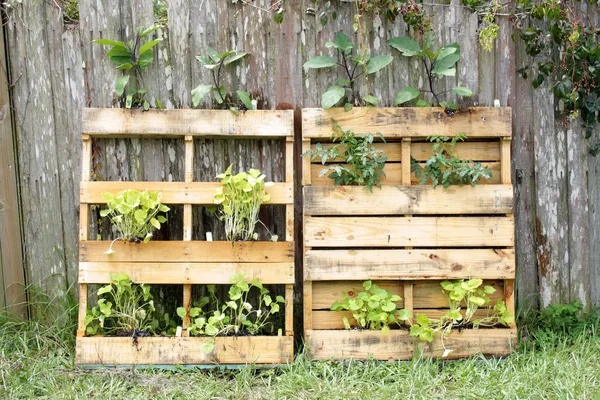 Pallet Vegetable Garden (1) — Stock Photo, Image